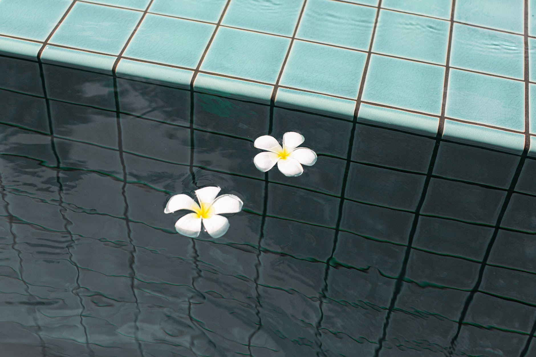 white and yellow plumeria alba flowers floating on the swimming pool